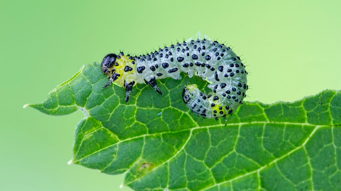 University of Washington Reveals Bean Plant Defense System